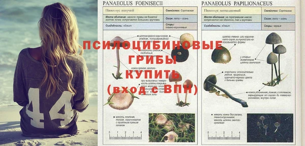 сатива Баксан